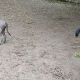 2015_56_nikita und kaya